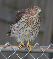 Accipiter cooperii