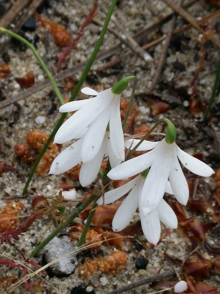 Three-leaved Snowflake