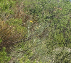 Euryops speciosissimus