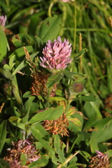Trifolium pratense