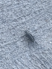 Epicauta cinerea-group