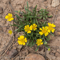 Tetraneuris argentea