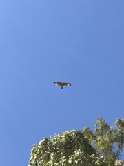 Buteo jamaicensis