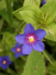 Anagallis