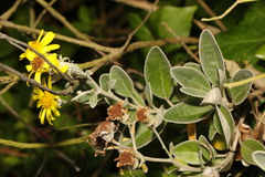 Brachyglottis × jubar