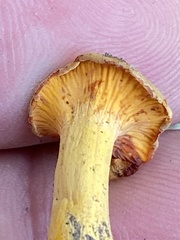 Cantharellus chicagoensis