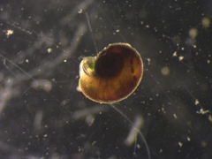 Image of Skeneopsis planorbis