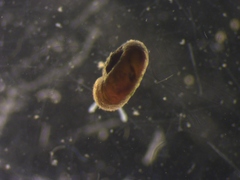 Skeneopsis planorbis