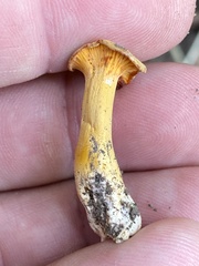 Cantharellus chicagoensis