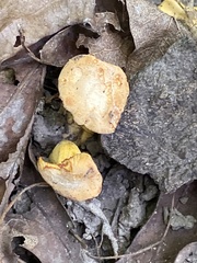 Cantharellus chicagoensis