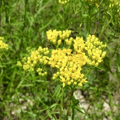 Solidago nitida