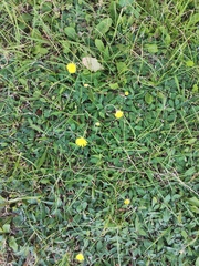 Pilosella officinarum