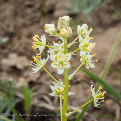 Toxicoscordion venenosum