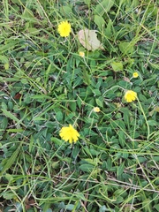 Pilosella officinarum