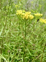 Solidago nitida