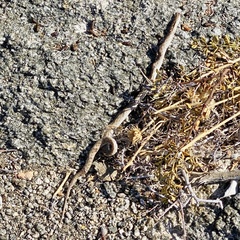 Arizona elegans candida