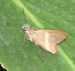 Oxynthes corusca