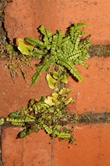 Asplenium trichomanes