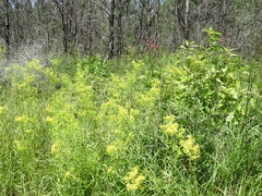 Solidago nitida