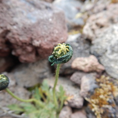 Papaver mcconnellii