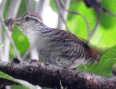 Thryophilus pleurostictus