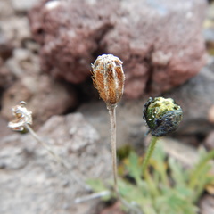 Papaver mcconnellii