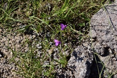 Tradescantia crassifolia