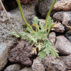 Papaver mcconnellii