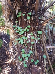 Corybas grumulus