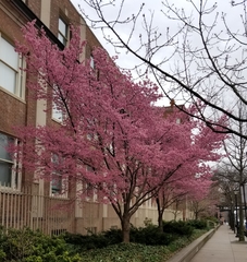 Magnoliopsida