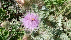 Cirsium undulatum