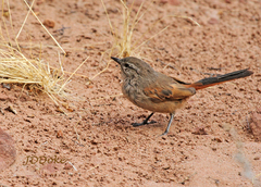 Pseudasthenes steinbachi