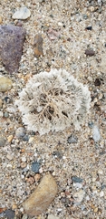 Bugulidae