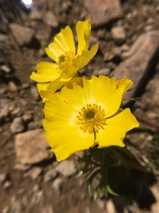 Ranunculus adoneus