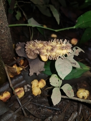 Dracontium soconuscum