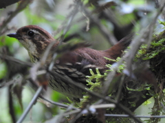 Chamaeza campanisona