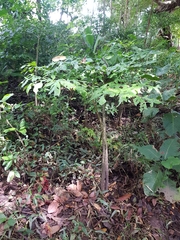 Dracontium soconuscum