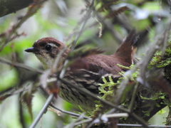 Chamaeza campanisona