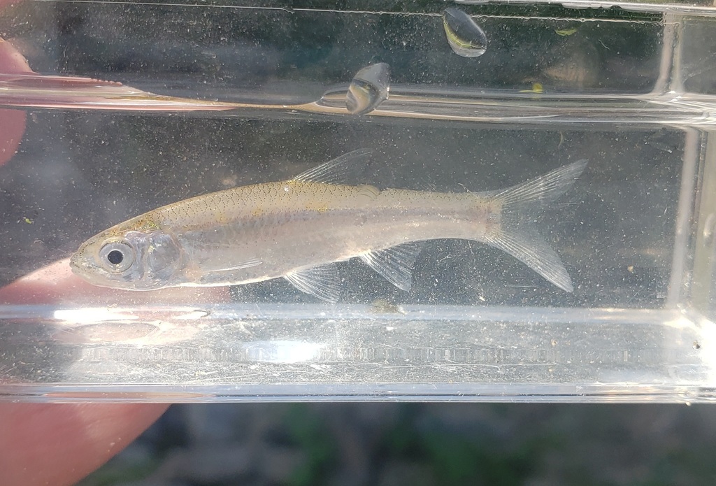 Silverband shiner (Notropis shumardi) — Cyprinidae