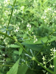 Galium mollugo