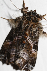 Callopistria repleta