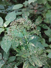 Aegopodium podagraria