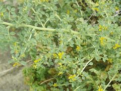 Cleomella obtusifolia