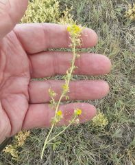 Cleomella obtusifolia