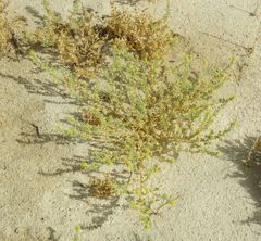 Cleomella obtusifolia