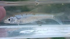 Notropis shumardi