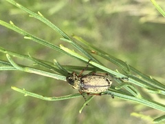 Macrodactylus uniformis