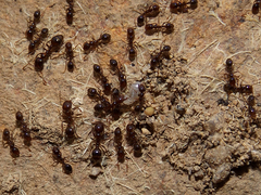 Solenopsis gayi