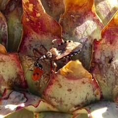 Rhynocoris erythropus