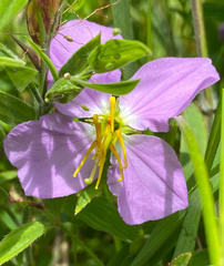 Rhexia nashii
